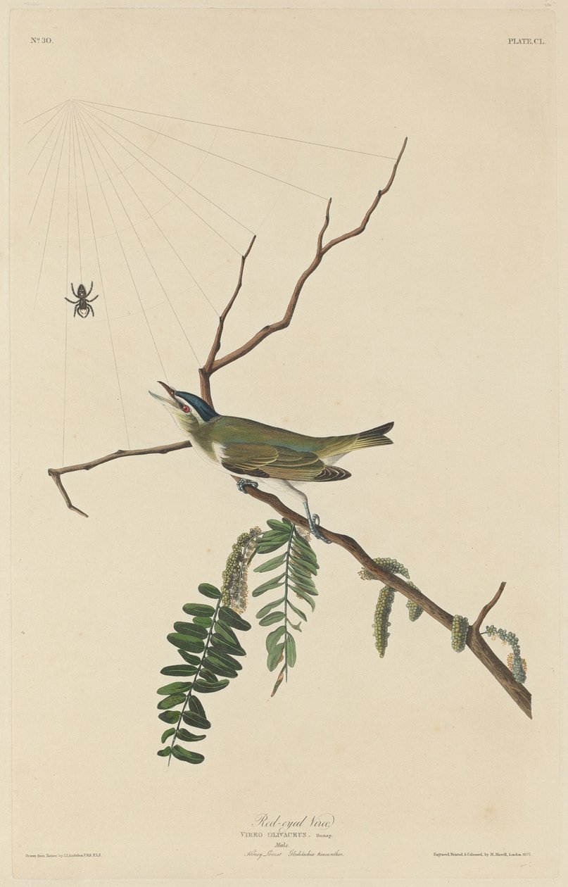 Red-Eyed Vireo, 1832. od Robert Havell