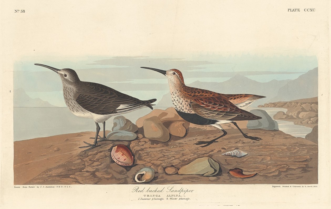 Sandpiper červenohřbetý, 1836. od Robert Havell