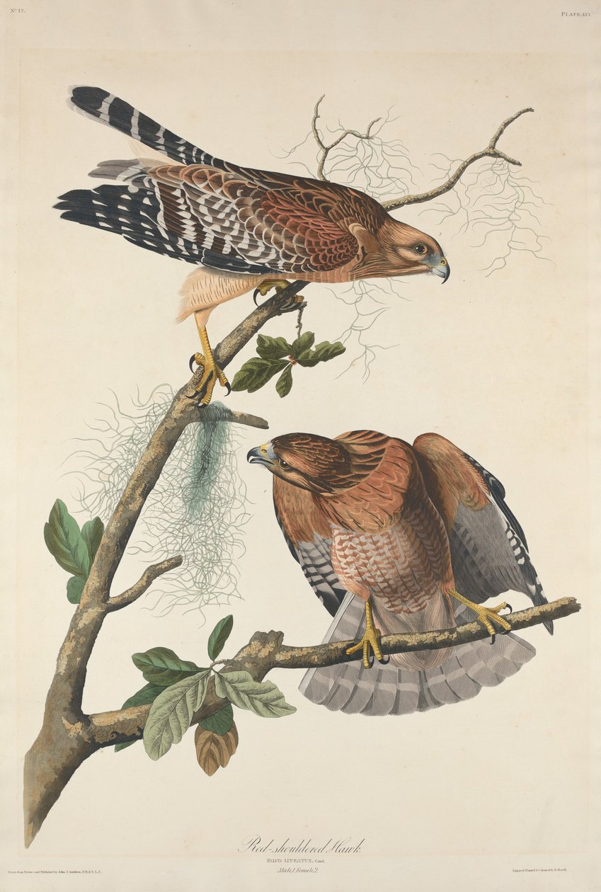Jestřáb s červenými rameny, 1829. od Robert Havell