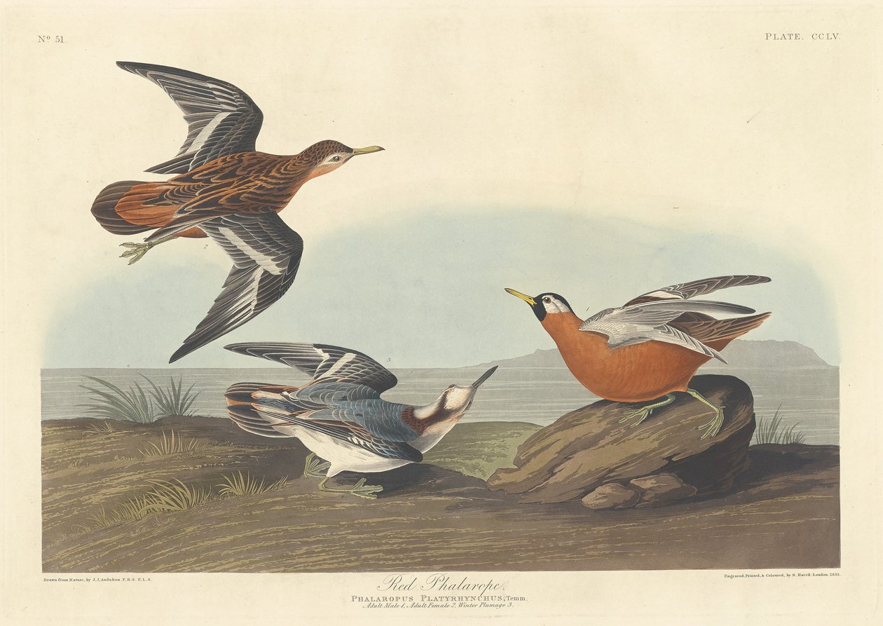 Red Phalarope, 1835. od Robert Havell