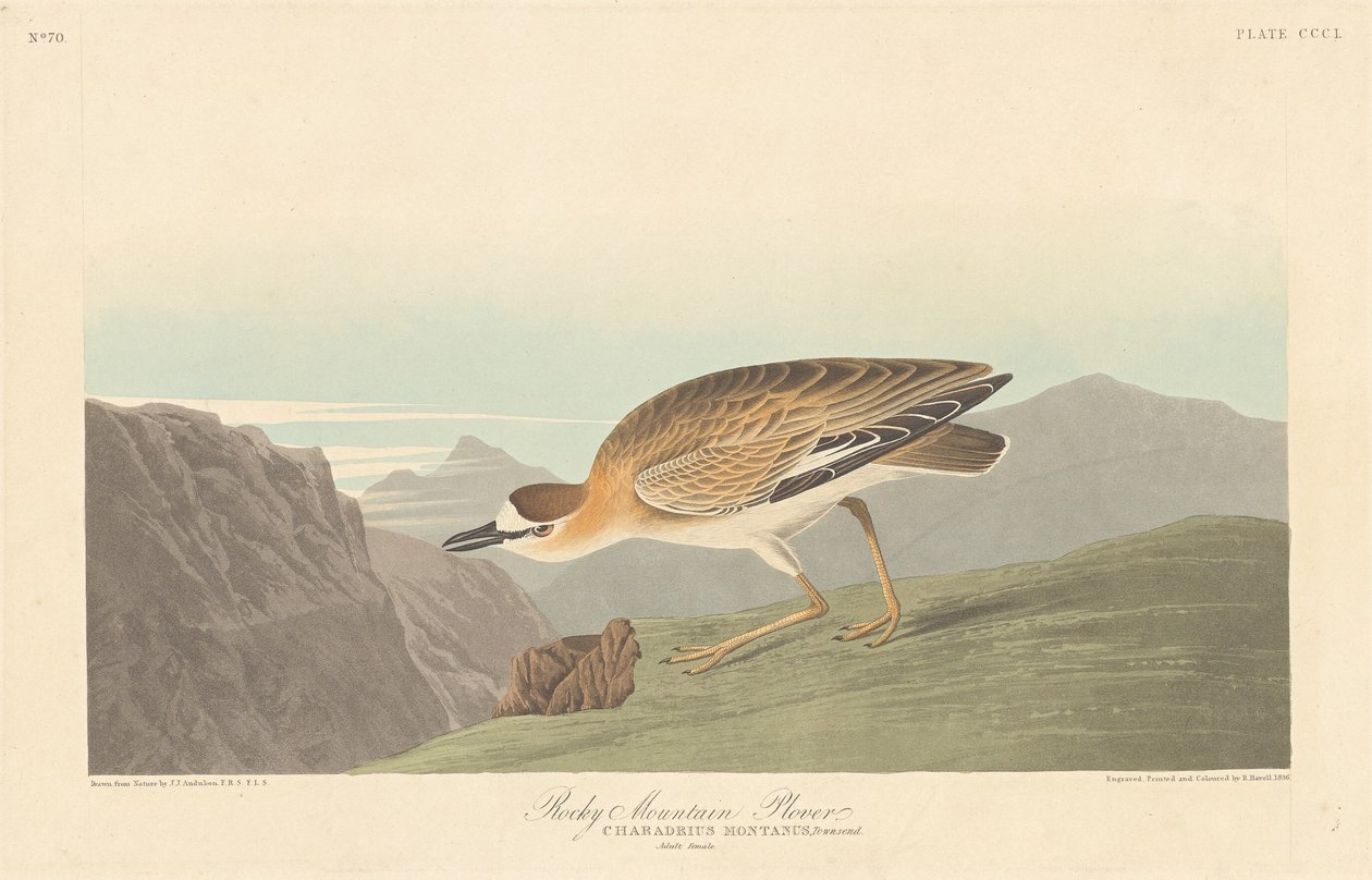 Kulík skalnatý, 1836. od Robert Havell