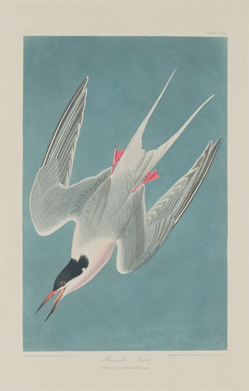Roseate Tern, 1835. od Robert Havell
