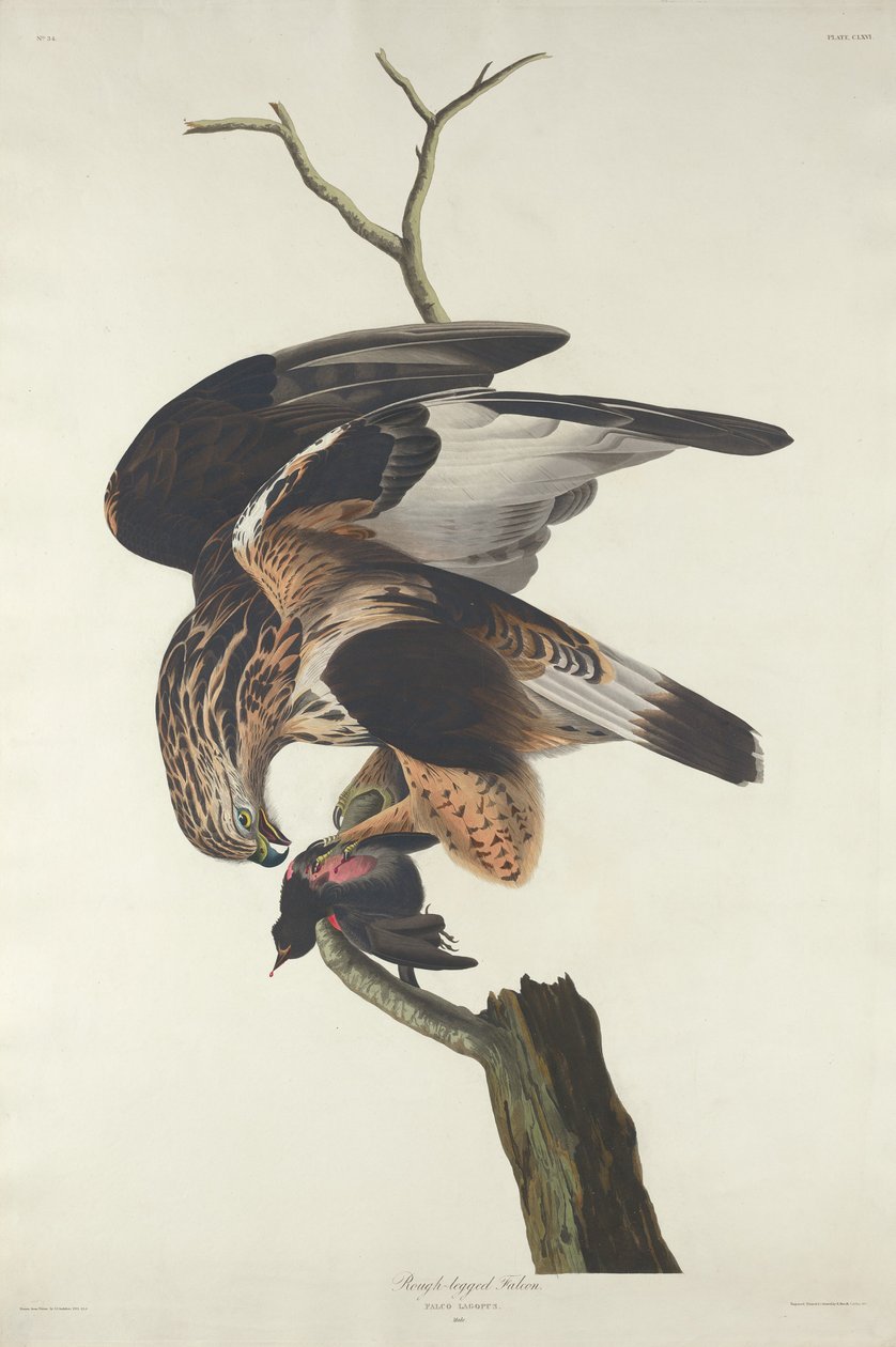 Sokol drsnonohý, 1833. od Robert Havell