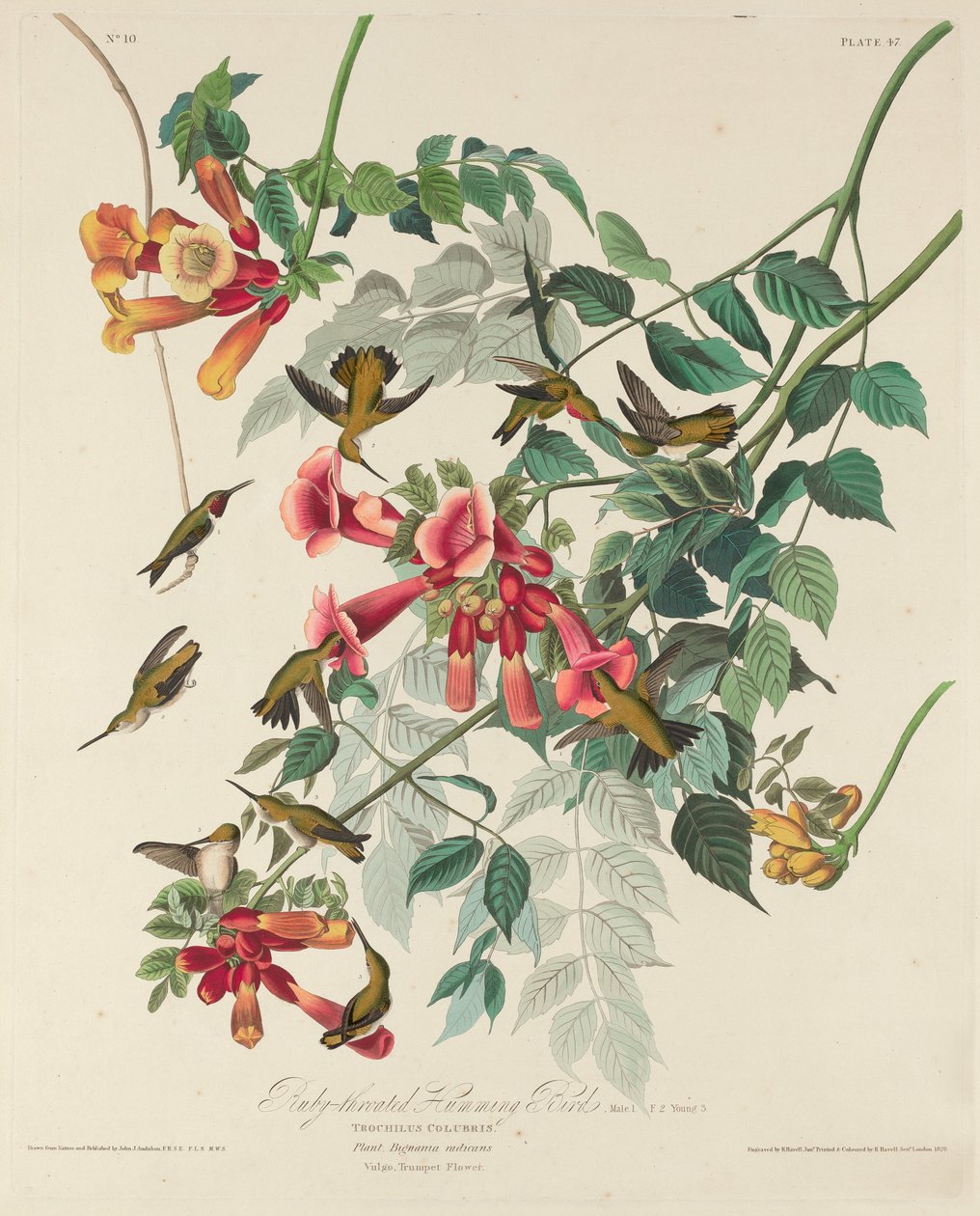 Kolibřík rubínový, 1828. od Robert Havell
