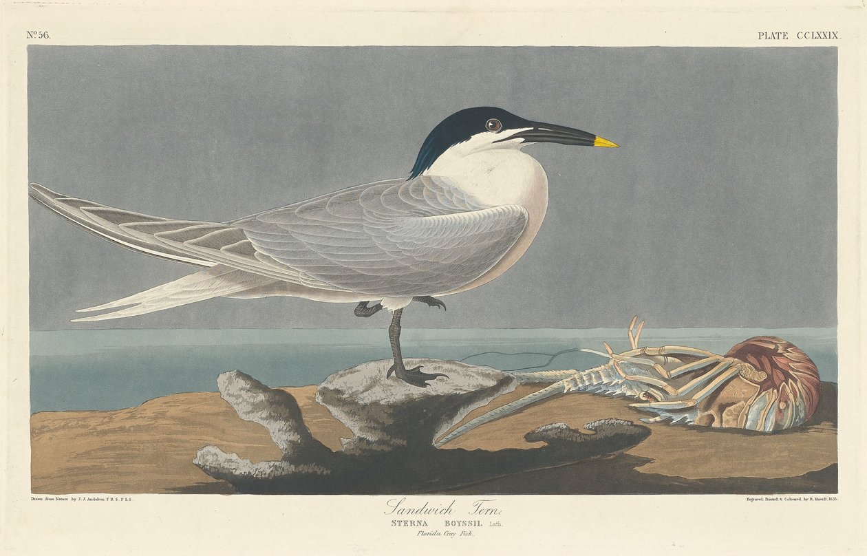 Sandwich Tern, 1835. od Robert Havell