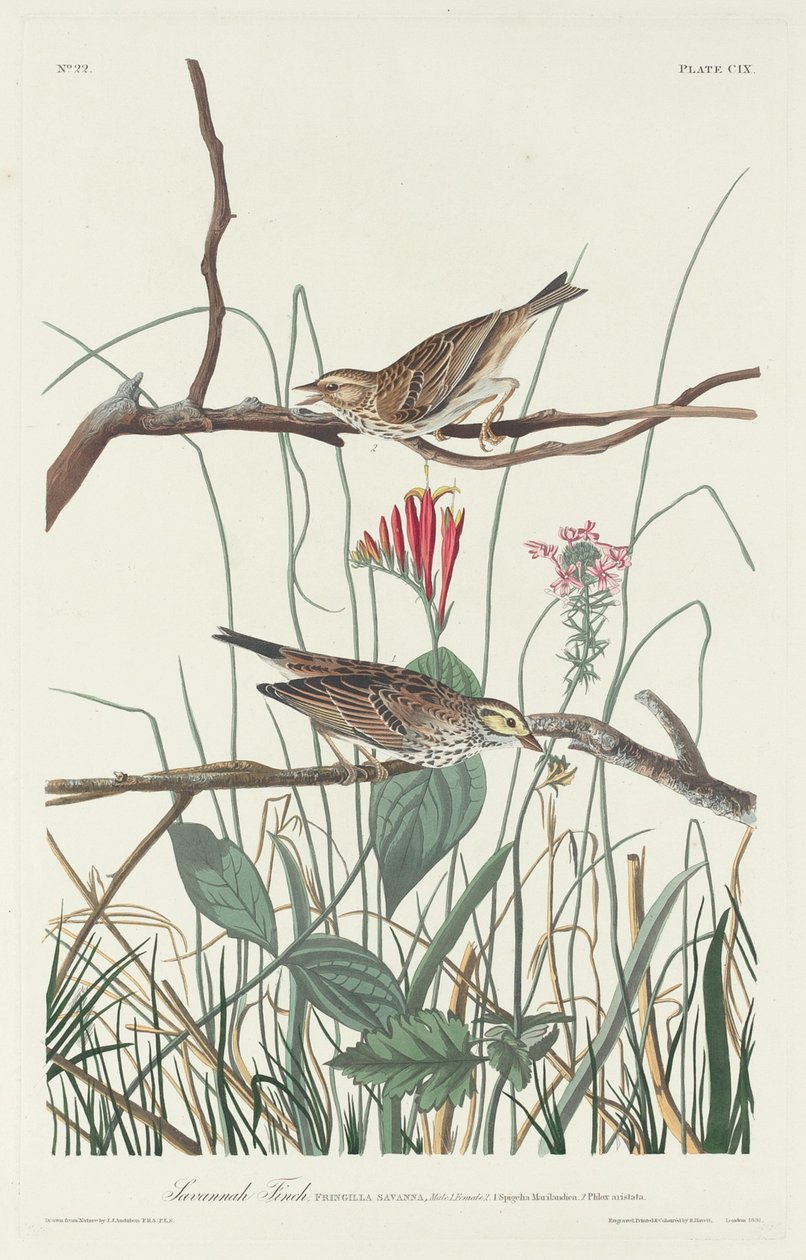 Savannah Finch, 1831. od Robert Havell
