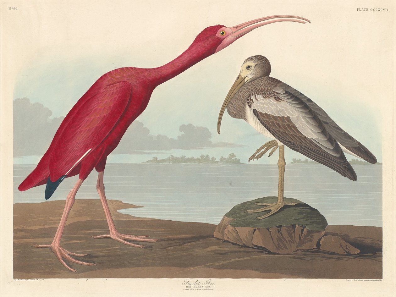 Ibis šarlatový, 1837. od Robert Havell