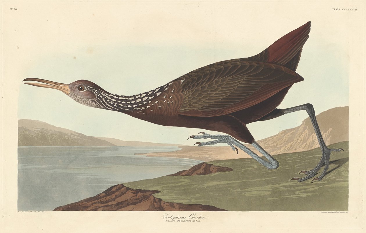 Scolopaceus Courlan, 1837. od Robert Havell