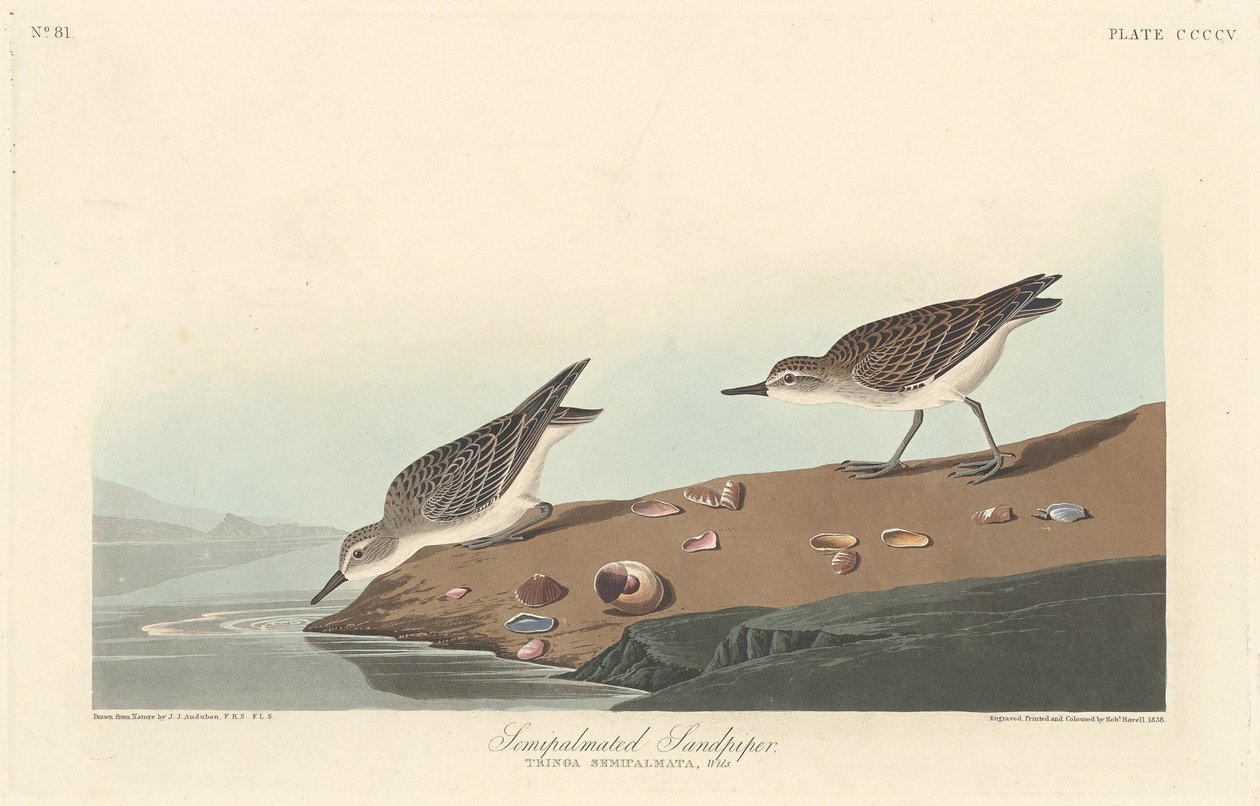 Sandpiper polopalmovaný, 1838. od Robert Havell