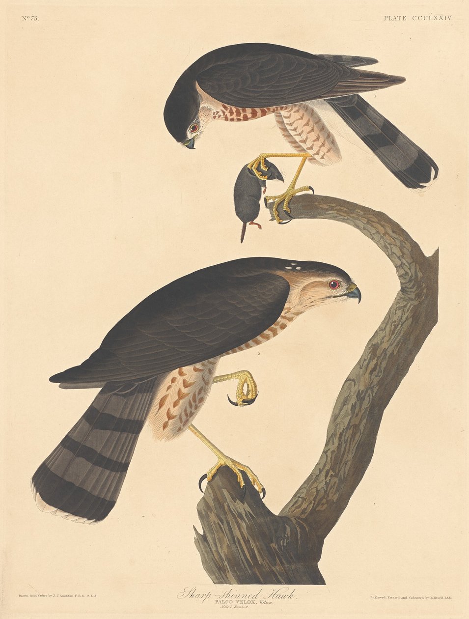 Jestřáb s ostrým leskem, 1837. od Robert Havell