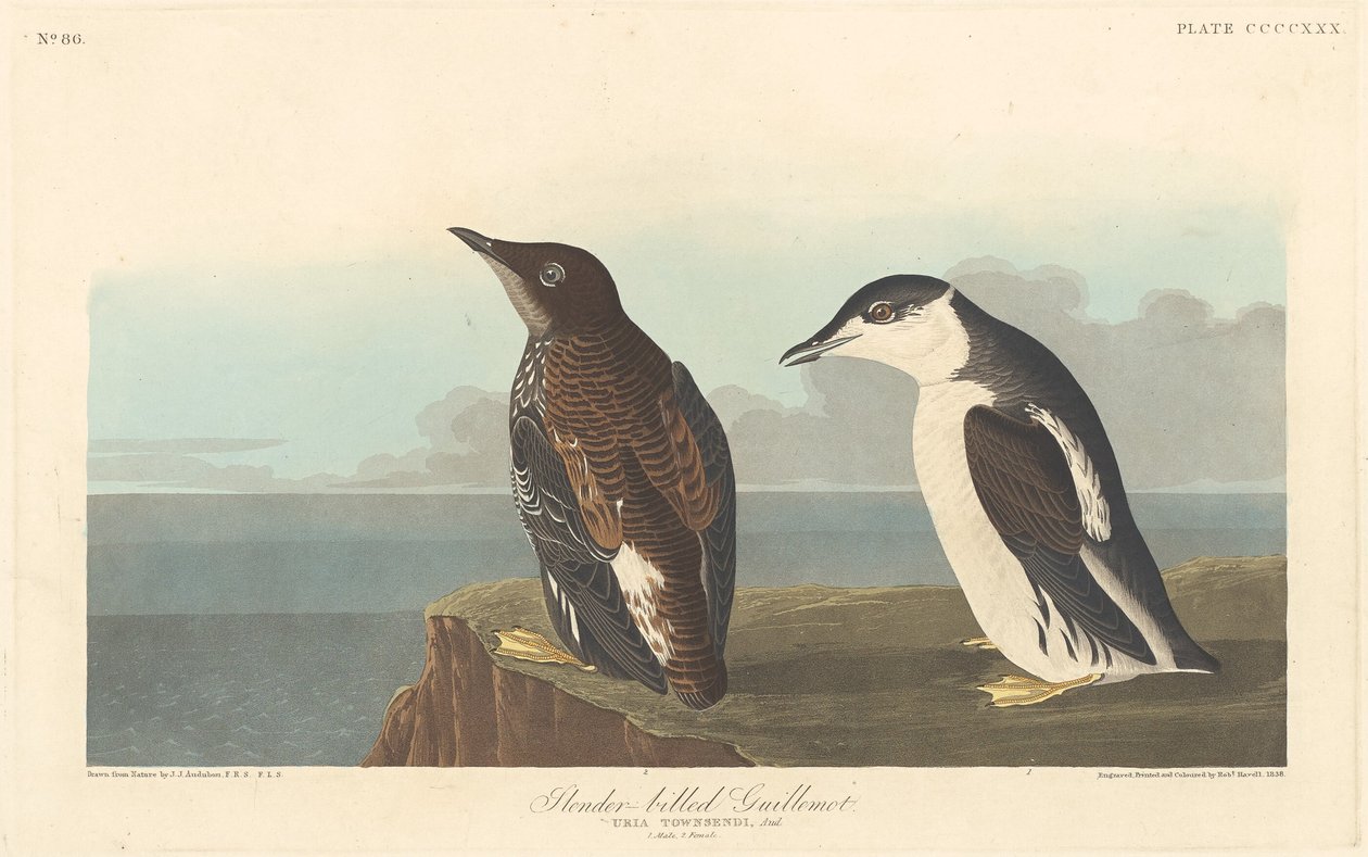 Guillemot štíhlozobý, 1838. od Robert Havell