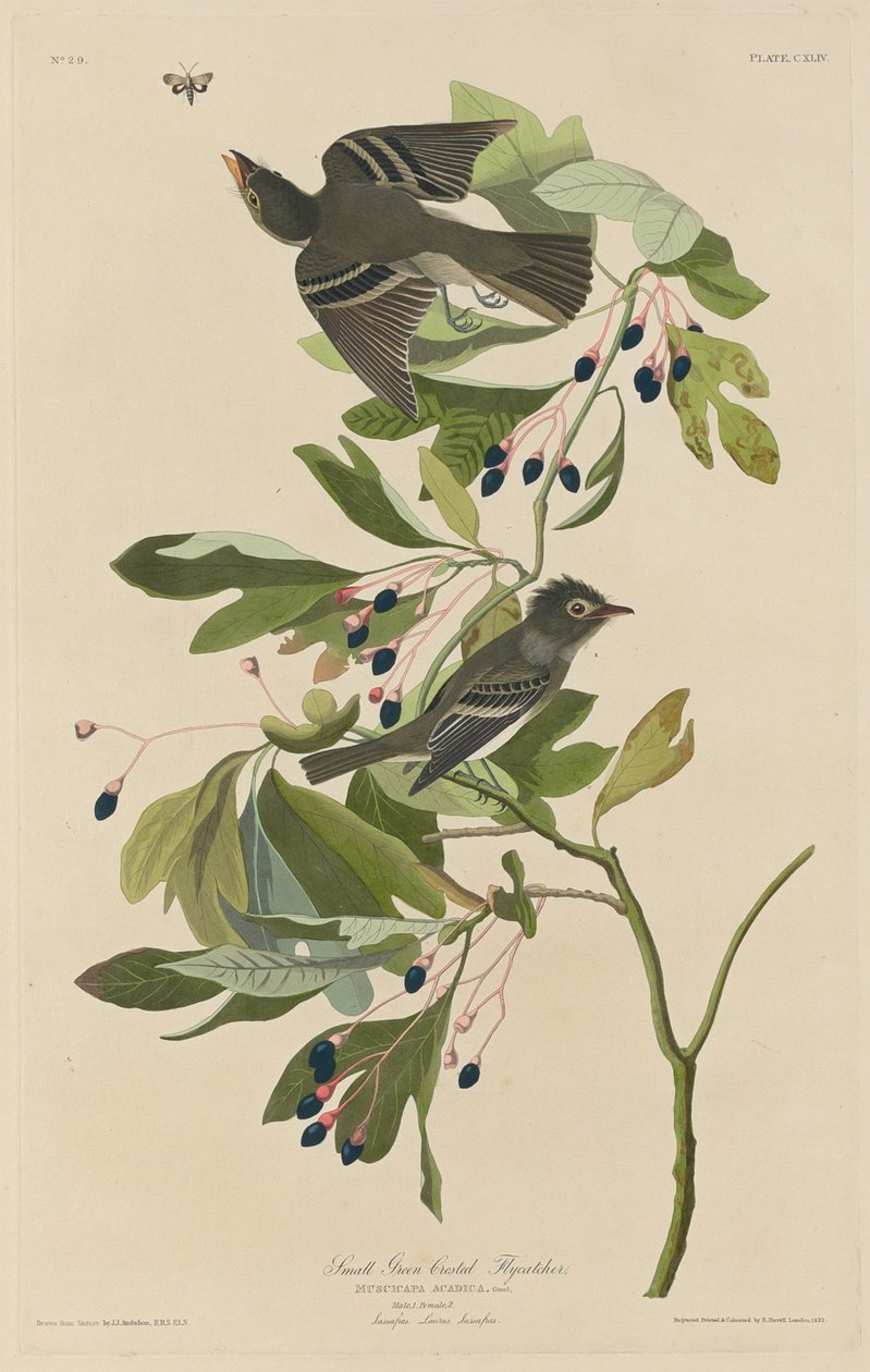 Láček zelenochocholatý, 1832. od Robert Havell