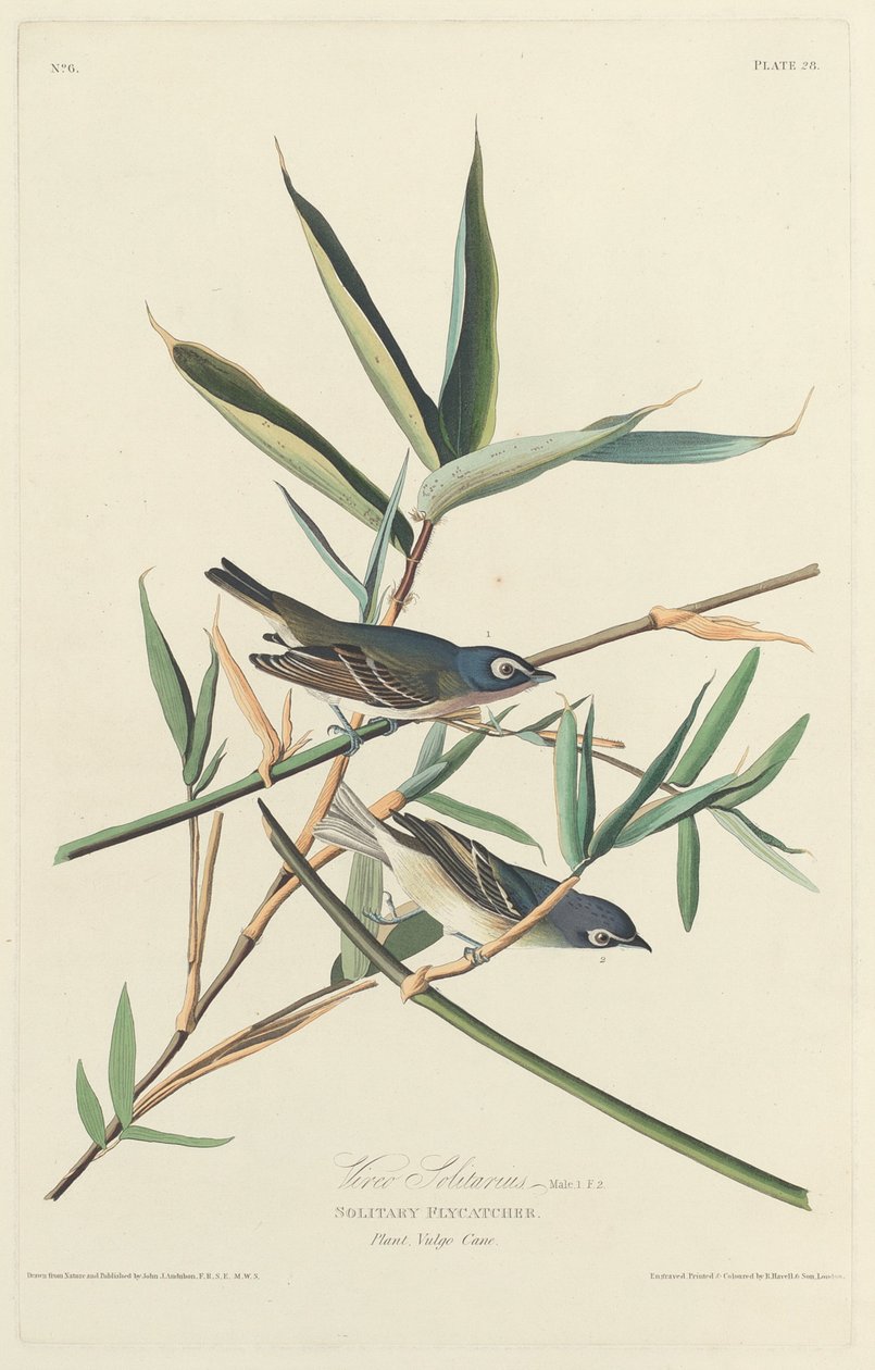 Mucholapka samotářka, 1828. od Robert Havell