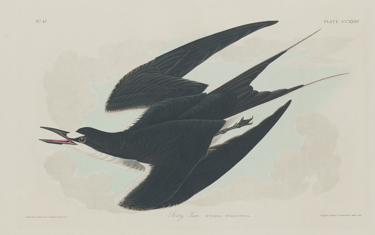 Rybák sazovitý, 1834. od Robert Havell