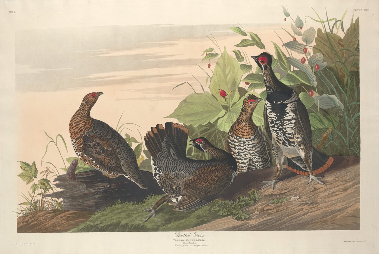 Skvrnitý Grous, 1833. od Robert Havell