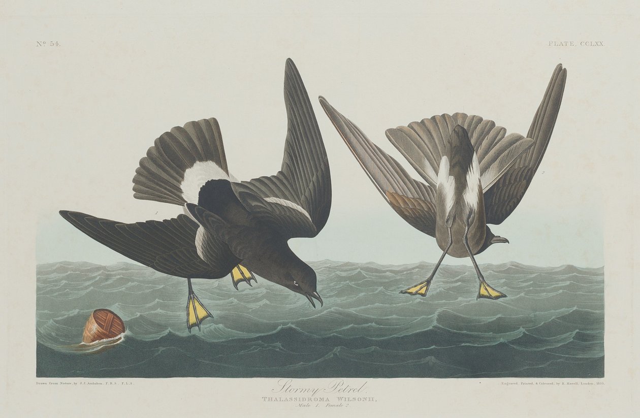 Bouřlivák, 1835. od Robert Havell
