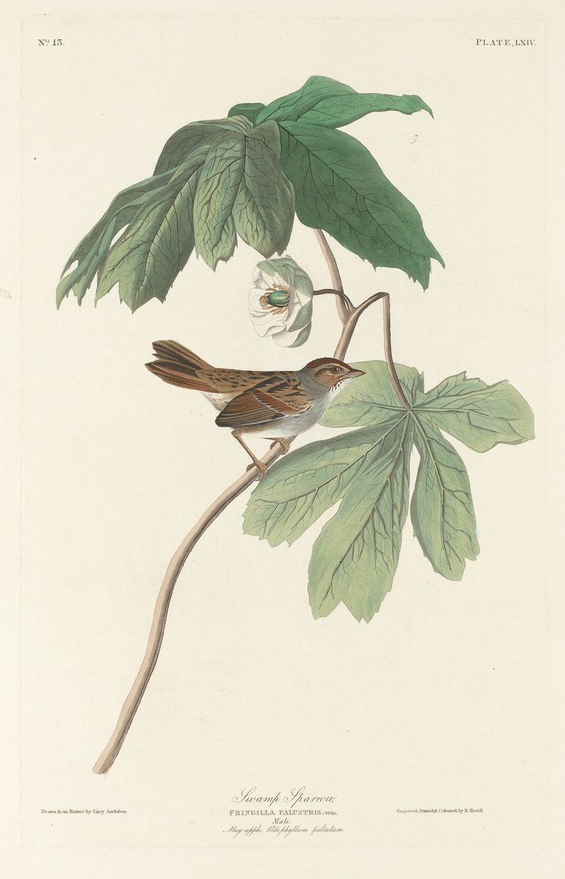 Swamp Sparrow, 1829. od Robert Havell