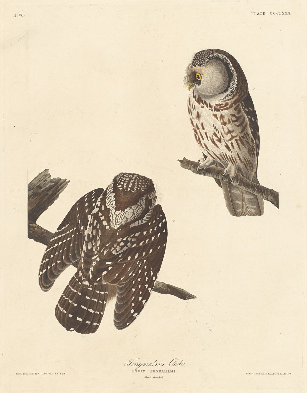 Tengmalmova sova, 1837. od Robert Havell