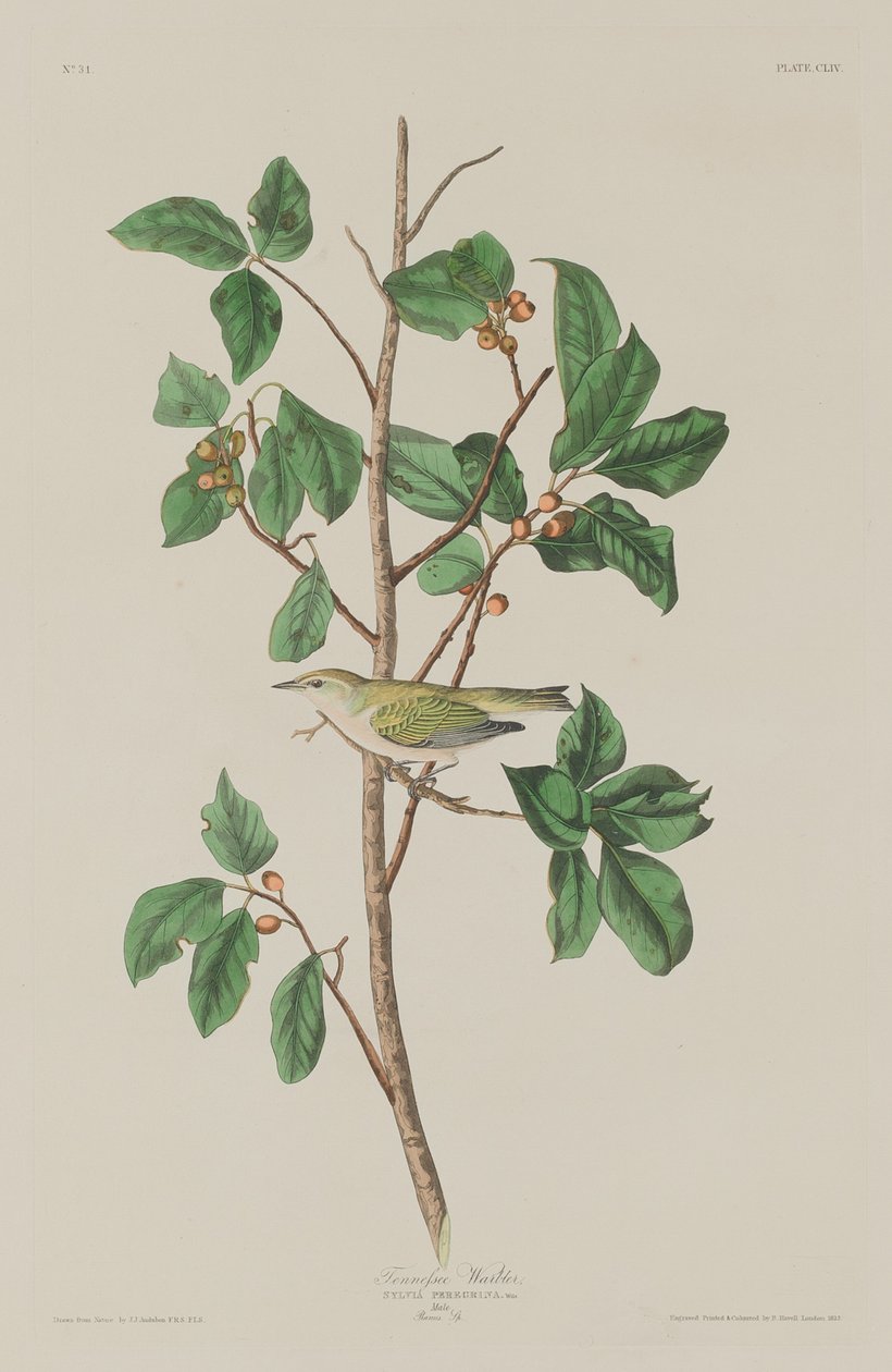 Tennessee Warbler, 1832. od Robert Havell