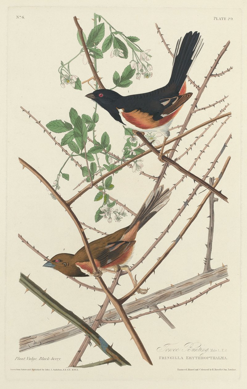 Towee Bunting, 1828. od Robert Havell
