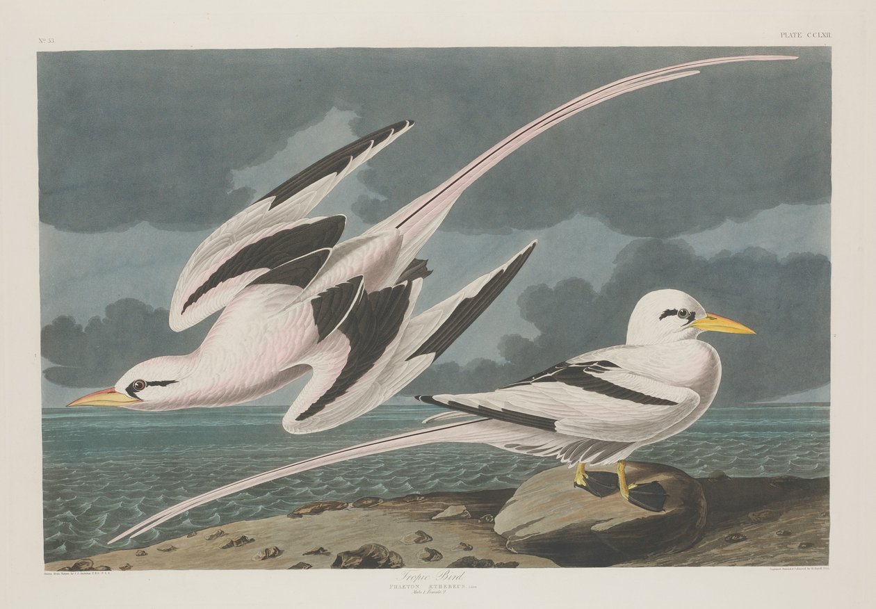 Tropický pták, 1835. od Robert Havell