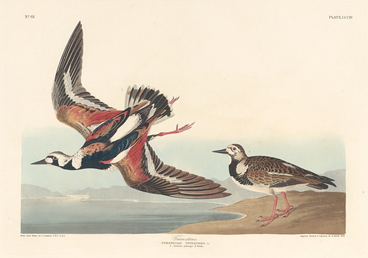 Turn-stone, 1836. od Robert Havell