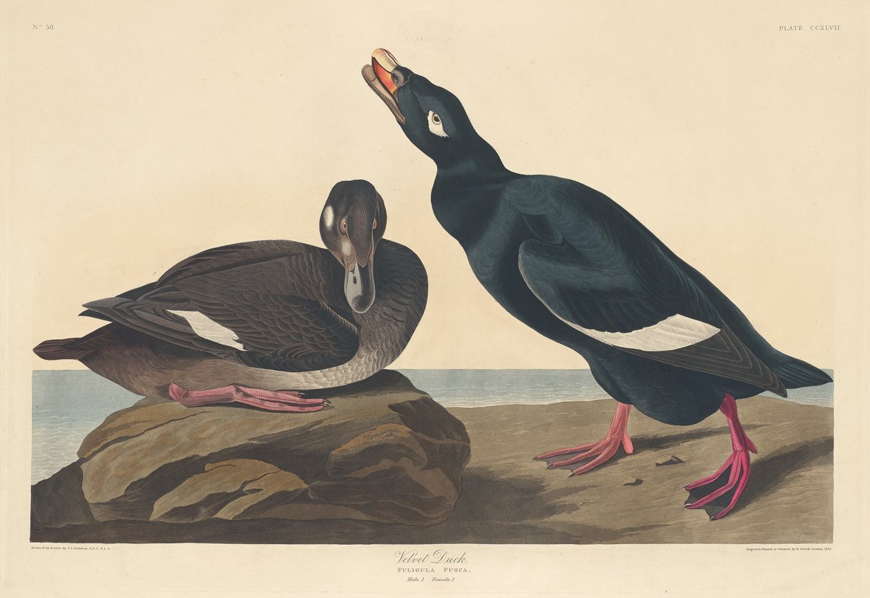 Sametová kachna, 1835. od Robert Havell