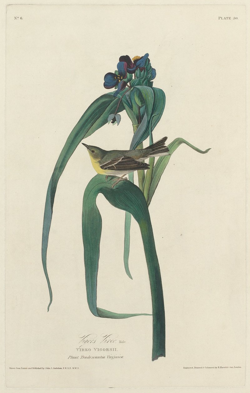 Vigors Vireo, 1828. od Robert Havell