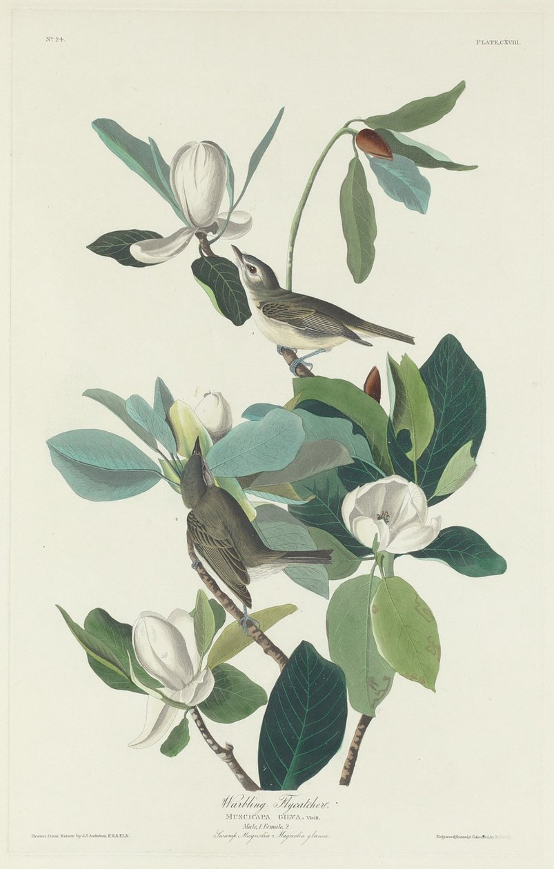 Warbling Flycatcher, 1831. od Robert Havell