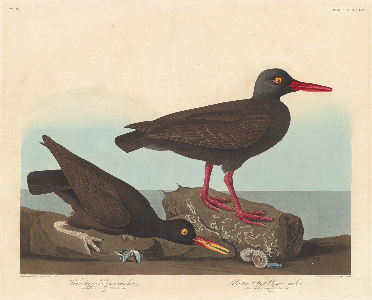 Bělonohý ústřičník a ústřičník štíhlý, 1838. od Robert Havell