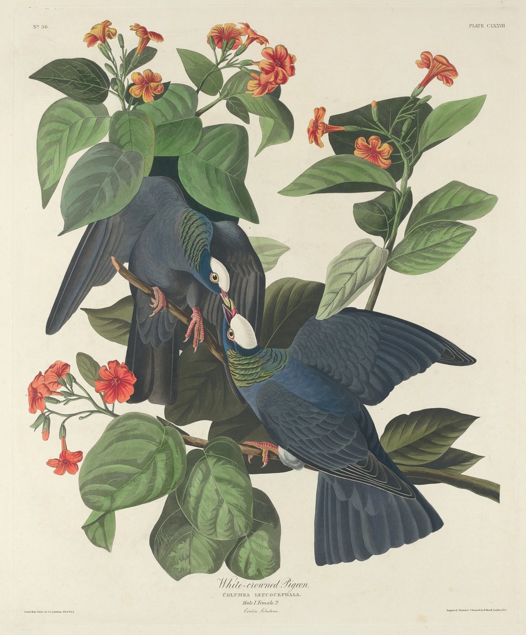 Holub bělokorunový, 1833. od Robert Havell
