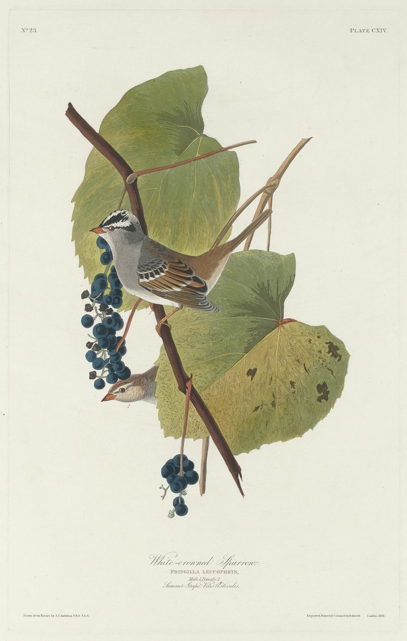 Vrabec bělokorunový, 1831. od Robert Havell