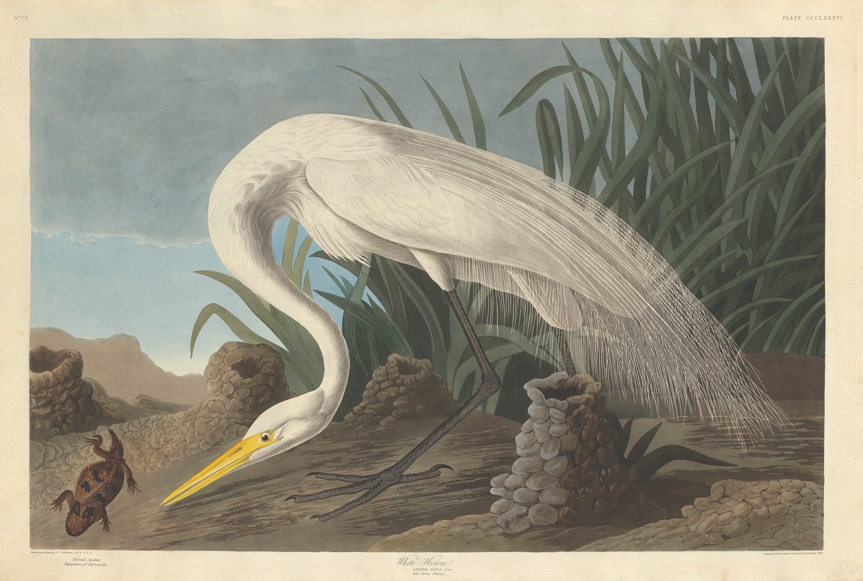 Bílá volavka, 1837. od Robert Havell