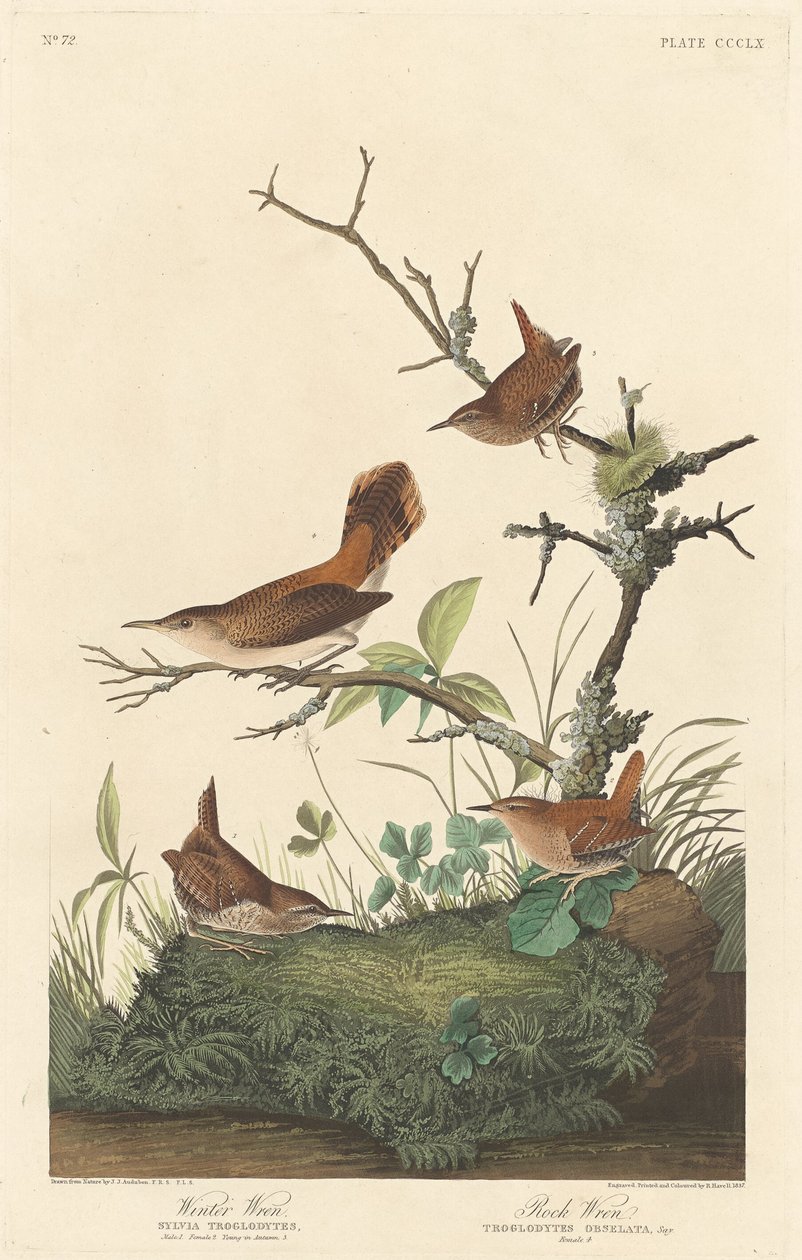 Winter Wren a Rock Wren, 1837. od Robert Havell