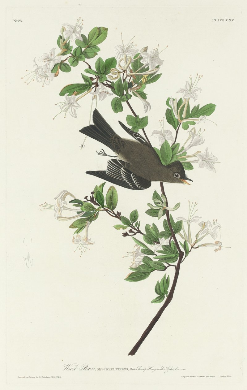 Wood Pewee, 1831. od Robert Havell