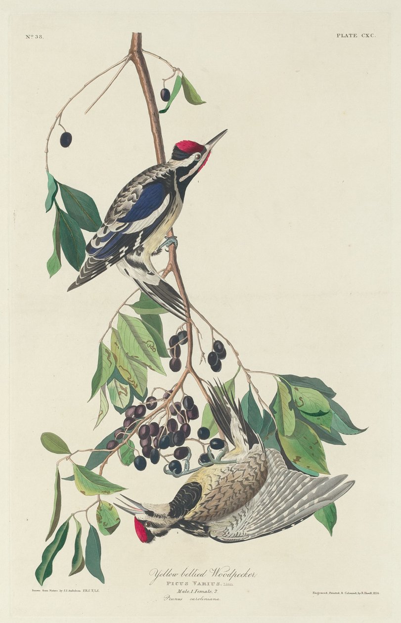 Datel žlutobřichý, 1834. od Robert Havell