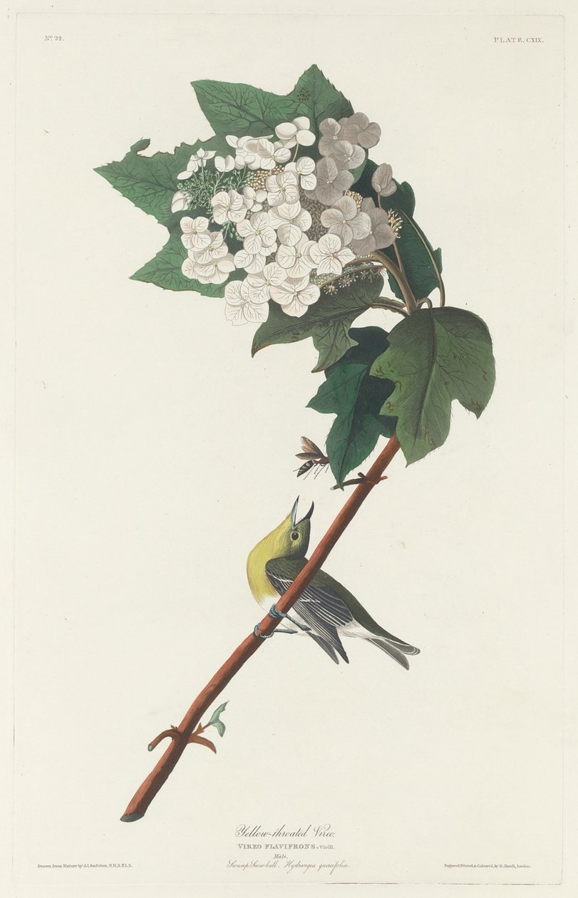 Žlutohrdlý Vireo, 1831. od Robert Havell