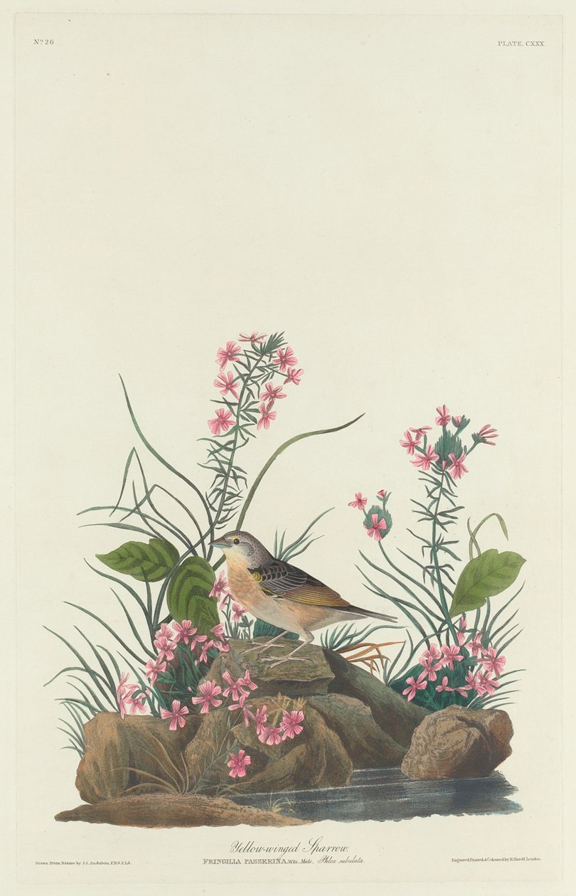 Vrabec žlutokřídlý, 1832. od Robert Havell