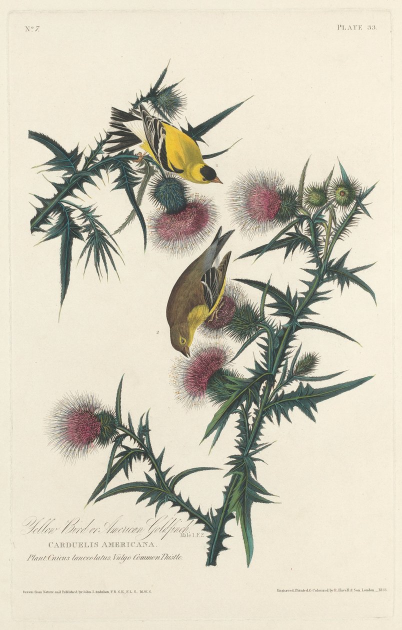 Žlutý pták nebo stehlík americký, 1828. od Robert Havell