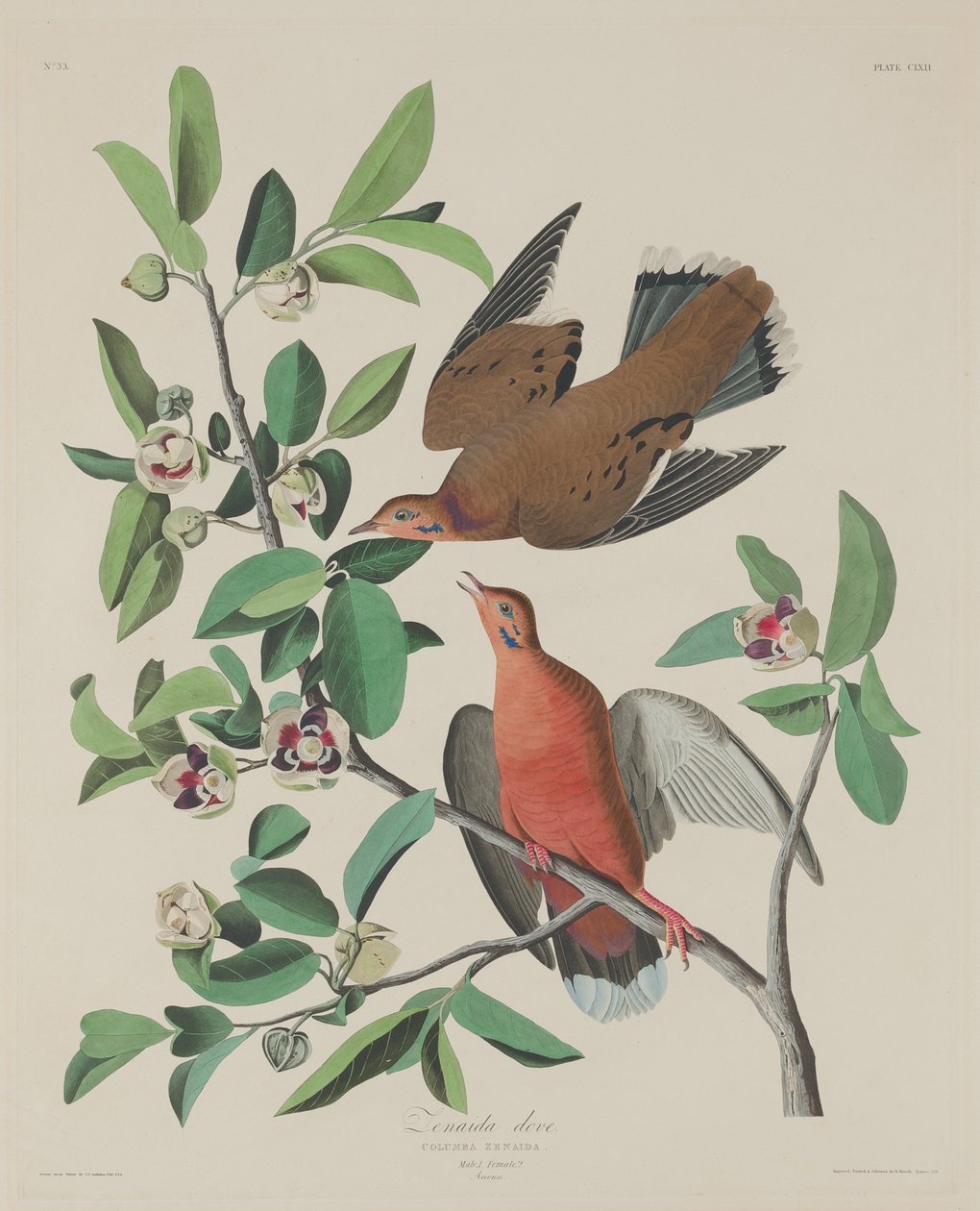 Zenaida Dove, 1833. od Robert Havell
