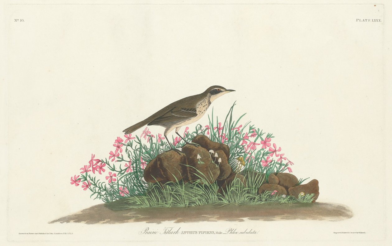 Titulní list Prairie od Robert Havell, Jr. after John James Audubon