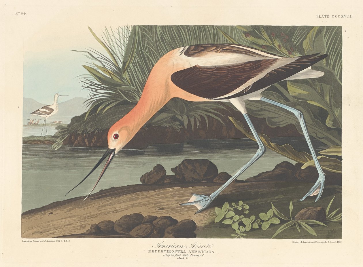Americký Avocet od Robert Havell after John James Audubon