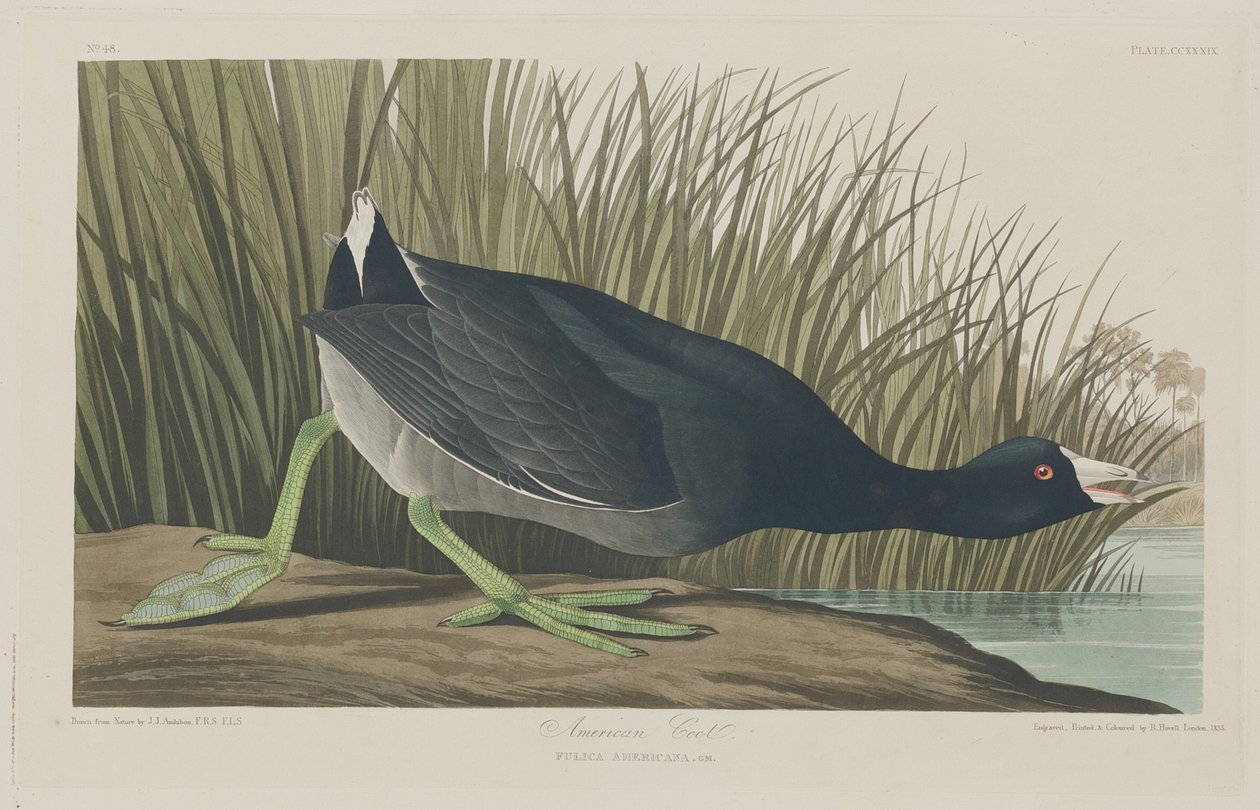 Lyska americká od Robert Havell after John James Audubon
