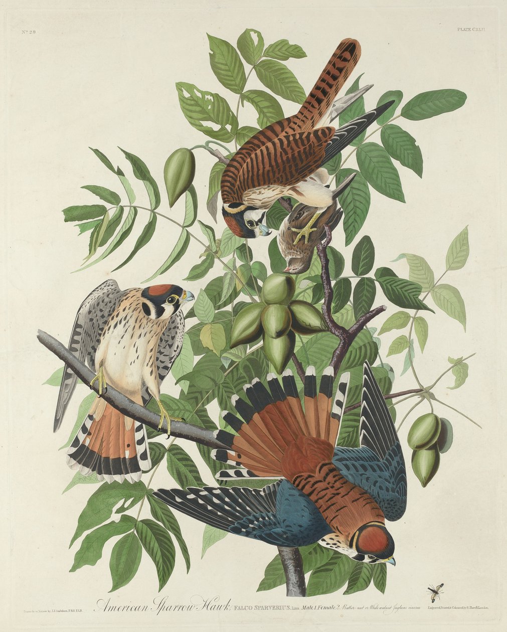 Americký Sparrow Hawk od Robert Havell after John James Audubon