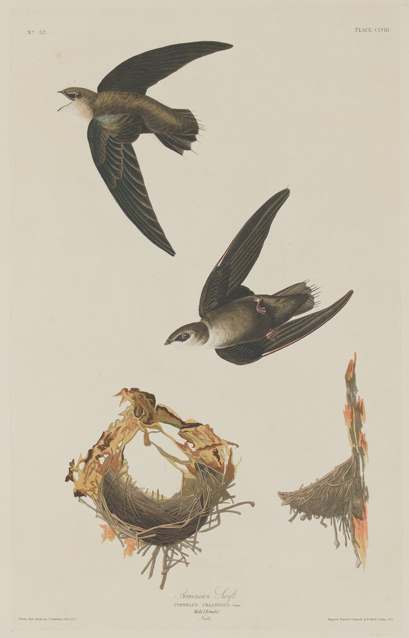 Americký Swift od Robert Havell after John James Audubon