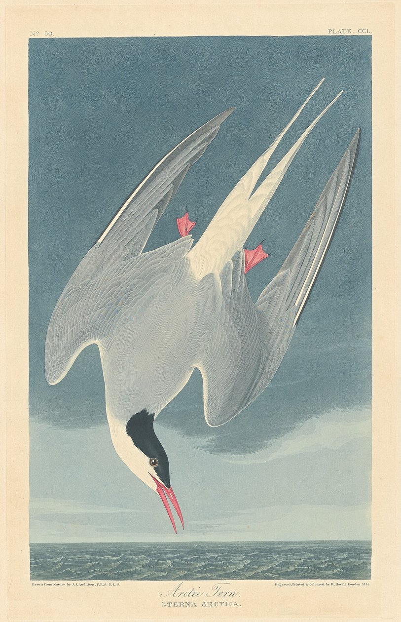 Rybák polární od Robert Havell after John James Audubon