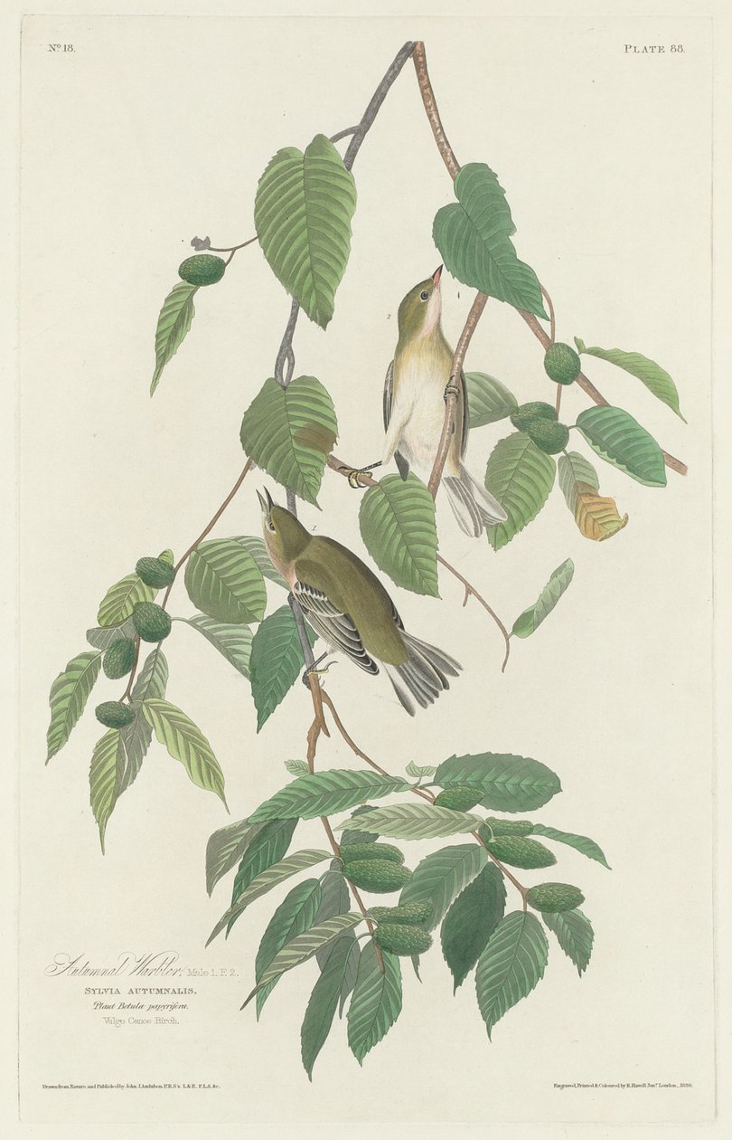 Pěnice podzimní od Robert Havell after John James Audubon