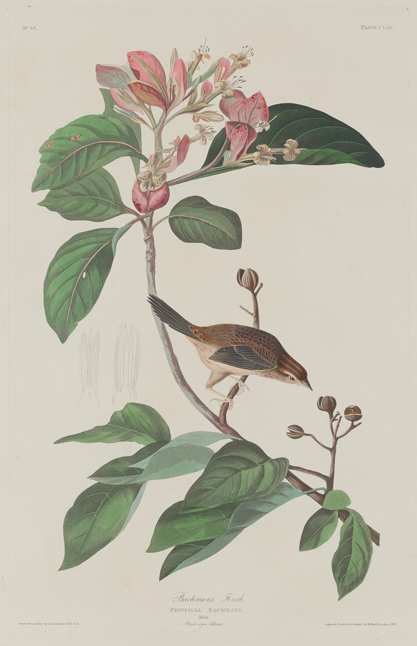 Bachmans Finch od Robert Havell after John James Audubon