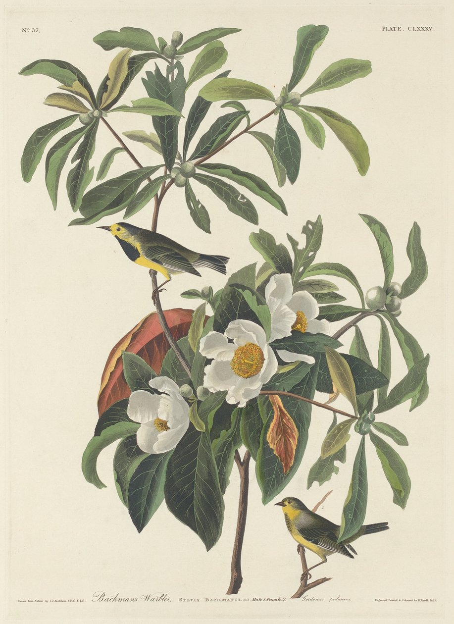 Bachmanův pěnice od Robert Havell after John James Audubon