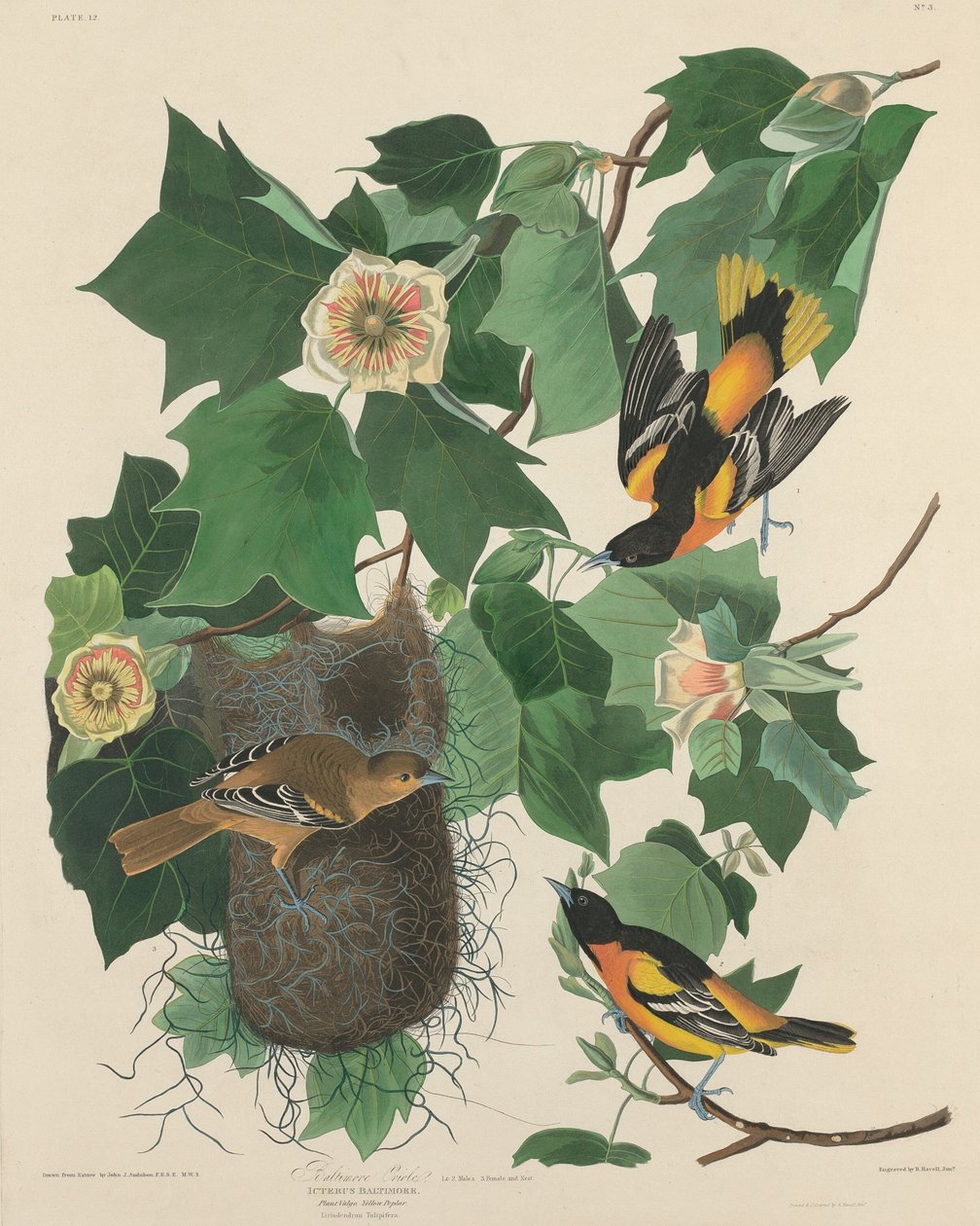 Baltimore Oriole od Robert Havell after John James Audubon
